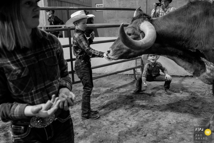 A boy wearing a cowboy hat feeds a bull in this Family Photojournalist Association awarded photo by a Boulder, CO documentary family photographer.