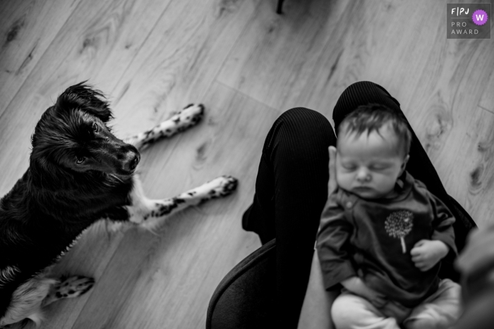 Groningen, Netherlands family photography showing dog checking out the new baby.