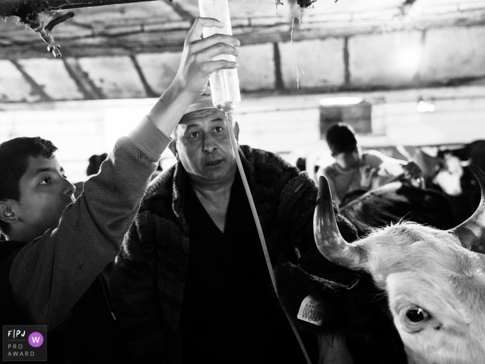 Photo by: <a href="https://www.fpja.com/documentary-family-photography-contests/ralitza-soultanova/brussels/2102257">Ralitza Soultanova - Belgium</a> Boy helping on the farm in a barn with cows | Brussels Family Photography