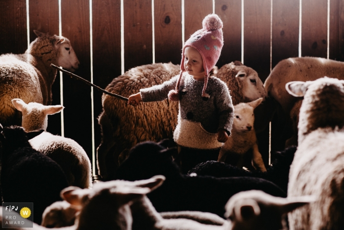 Photo by: <a href="https://www.fpja.com/documentary-family-photography-contests/joni-pereira/florianopolis/2102672">Joni Pereira - Brazil</a> A small girl in a barn shepherding the sheep | Florianopolis family photography