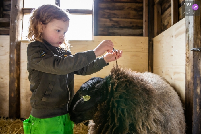 Photo by: <a href="https://www.fpja.com/documentary-family-photography-contests/angeline-dobber/gelderland/2103918">Angeline Dobber - Netherlands</a> Gelderland Netherlands Boy with sheep in the family barn