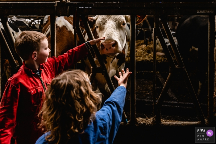 Photographie de famille à Groningue, axée sur le moment, de jeunes enfants caressant de grosses vaches