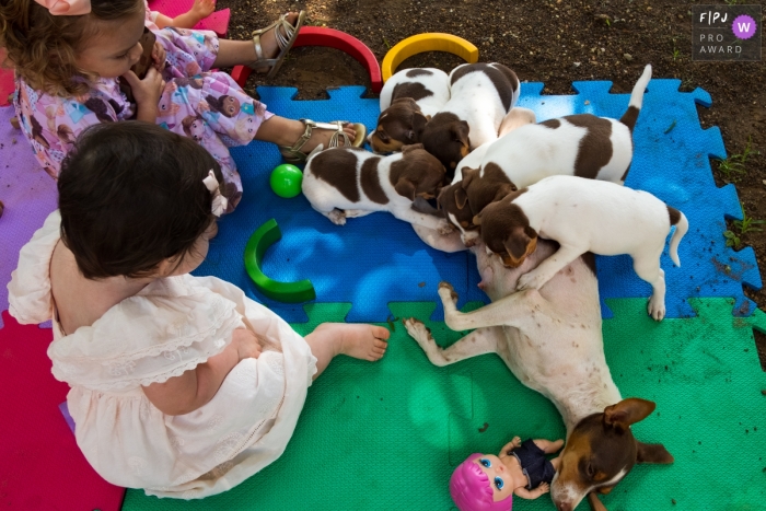 Image de photojournalisme de la famille Cuiabá animée par un moment montrant que la famille des chiens s'agrandit