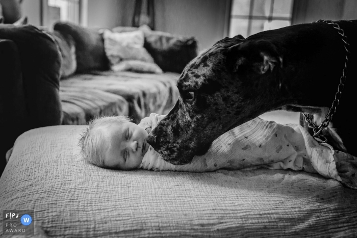 New Hampshire dokumentarische Familienfotografie, die einen riesigen Deutschen Dogge-Hund aufzeichnet, der an einem neuen Babygesicht schnüffelt