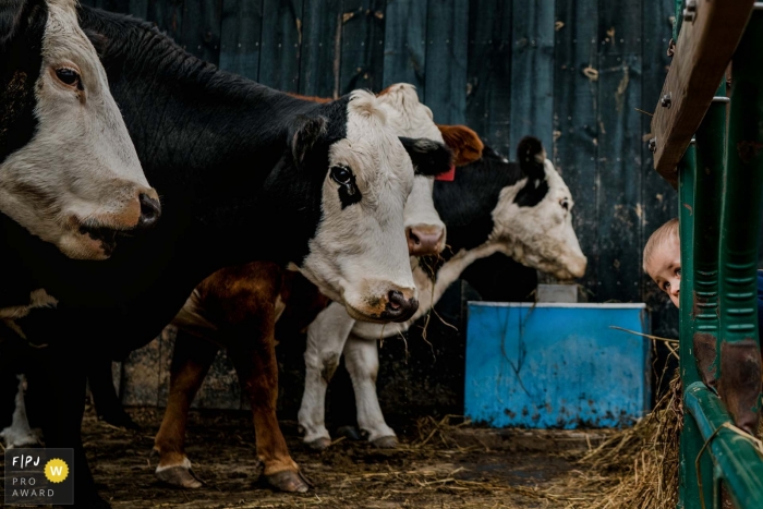 Photographie de famille documentaire du New Hampshire relatant un petit garçon regardant à travers une porte pour voir de plus près les vaches