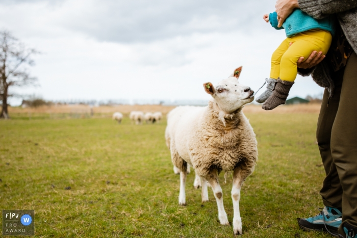 Ein dokumentarischer Familienfotograf aus Südholland, NL, hat dieses Schaf fotografiert, das versucht, eine kleine Socke von dem Baby zu fressen