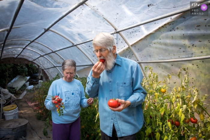 Ein dokumentarischer Familienfotograf aus San Francisco hat diesen Künstler und seine Frau beim Verkosten von Tomaten vom Weinstock in ihrem Gewächshaus festgehalten