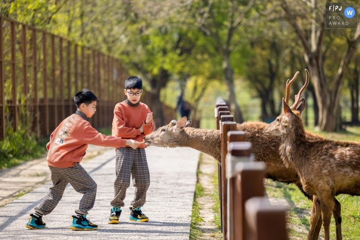 boys feeding deer at a nature park on a sunny day Zhejiang boys feeding deer at a nature park on a sunny day