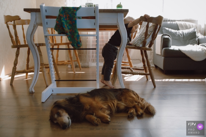A Harju County child plays at the dining table chair area as a dog rests on the wood floors A Harju County child plays at the dining table chair area as a dog rests on the wood floors