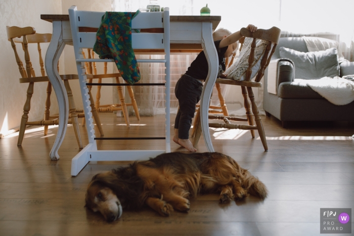 A Harju County child plays at the dining table chair area as a dog rests on the wood floors