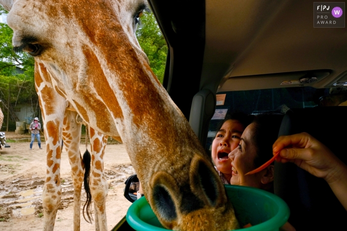In Bangkok, Thailand, a young child watches in awe as a giraffe feeds from their car at Safari Park This child looks scared as they watch a giraffe feed from inside the car at Safari Park in Bangkok, Thailand