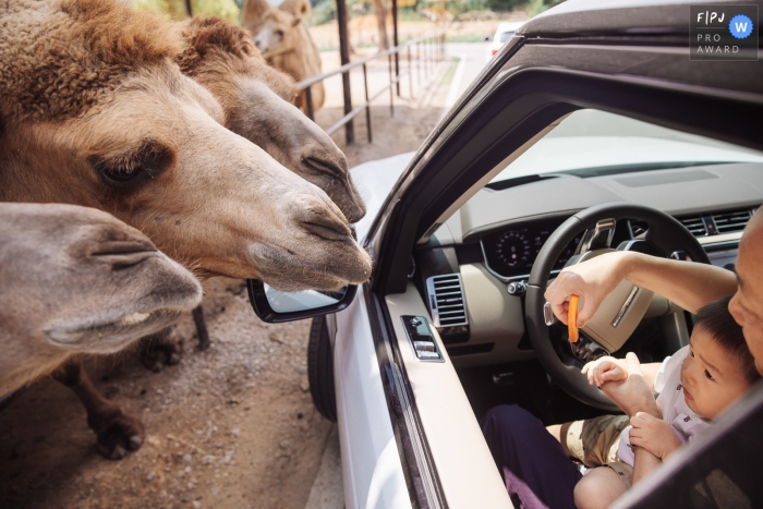 Dit liefhebbende gezin geniet samen van een dagje uit en voert de kamelen wortelen vanuit hun auto in Hangzhou City Zoo in Zhejiang